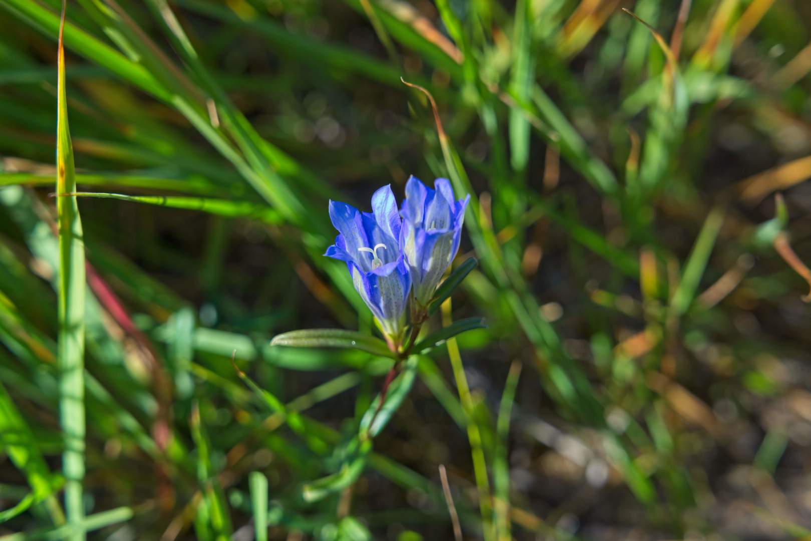 Høsttur til Bunæssaga og Ulveholtet i Rokke